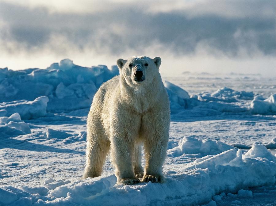 黑丝北极熊视频演示 北极熊冰原生存挑战