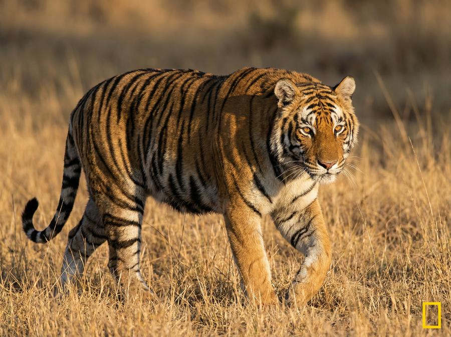 黑丝非洲狮子视频演示 狮群捕猎行为全程记录